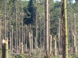 2022-05-20 - Tornado beim Sturmtief Emmelinde Solling - Steinlade bis Gehren (38)